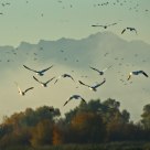 Fall Flight